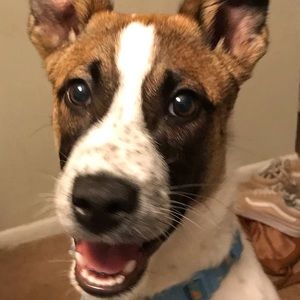 Meet your Posher, Francis